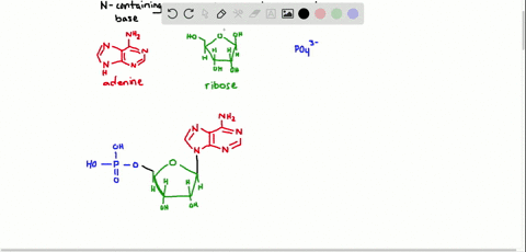 describe-the-structure-of-a-typical-nucleotide