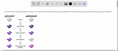 you-use-the-gram-staining-procedure-to-stain-an-l-form-bacterium-a-bacterium-that-lacks-a-cell-wall-