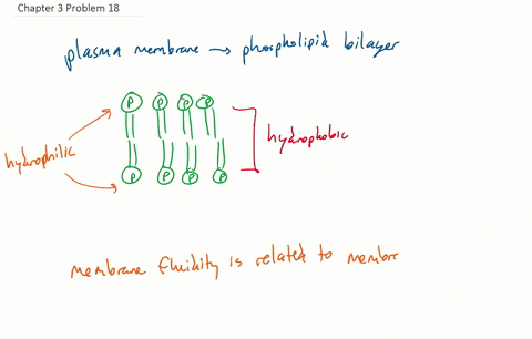 why-is-it-advantageous-for-the-cell-membrane-to-be-fluid-in-nature