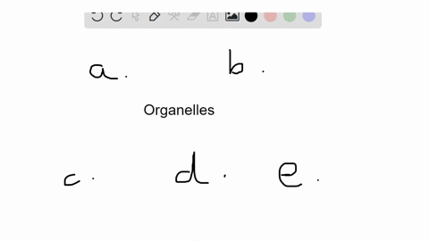 choose-from-the-terms-below-beginarrayltext-a-smooth-endoplasmic-reticulum-text-b-nucleolus-text-c-2