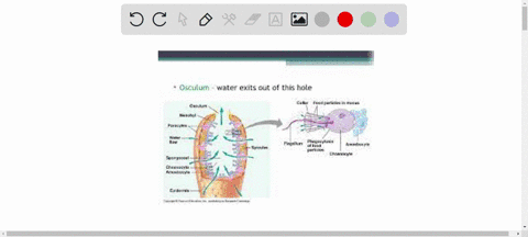 explain-how-digestion-occurs-in-sponges