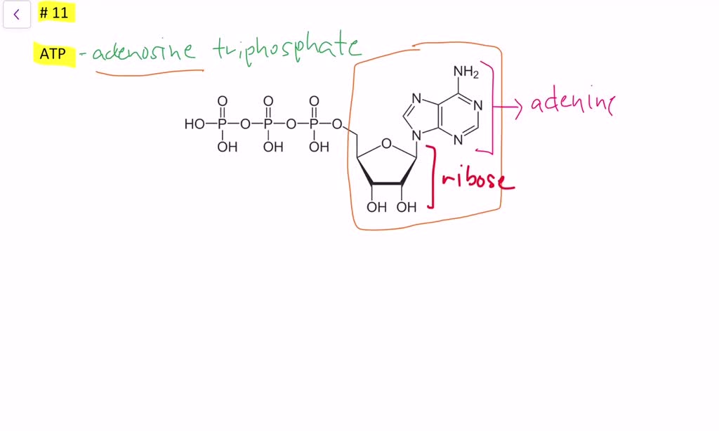 solved-what-does-atp-stand-for-what-is-the-role-of-atp-in-living