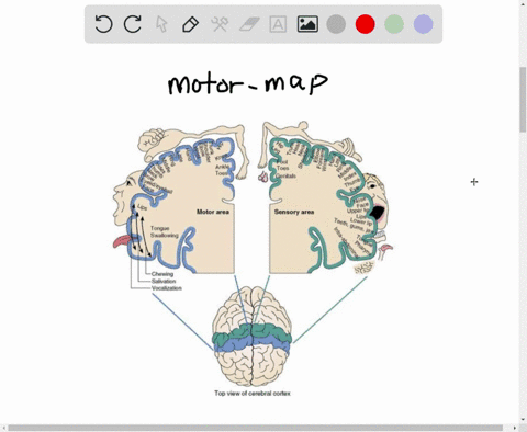 what-aspect-of-brain-anatomy-facilitates-communication-between-body-sensations-and-body-movements
