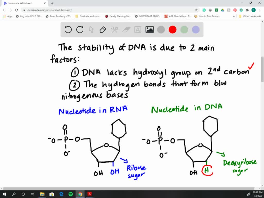 SOLVEDWhat is responsible for the increased stability of DNA compared