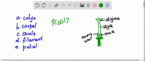 a-simple-pistil-consists-of-a-single-a-calyx-b-carpel-c-ovule-d-filament-e-petal-5