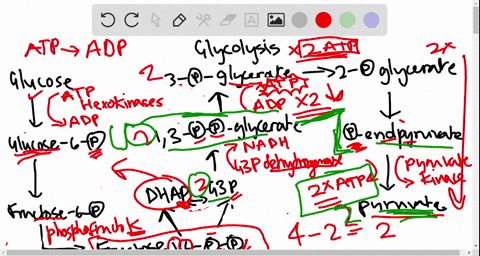 how-are-the-endergonic-reactions-of-the-first-phase-of-glycolysis-coupled-to-the-hydrolysis-of-atp-2