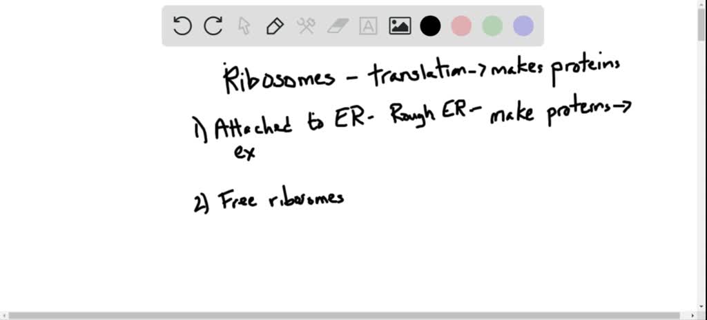 Solved:contrast The Roles Of Er-bound Ribosomes With Those Free In The 