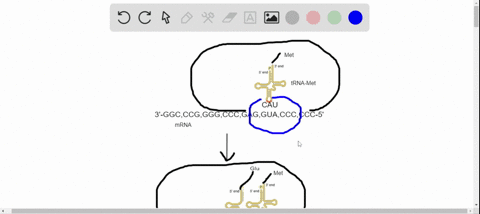 during-translation-the-codon-in-mrna-is-actually-read-by-a-the-a-site-in-the-ribosome-b-the-p-site-i