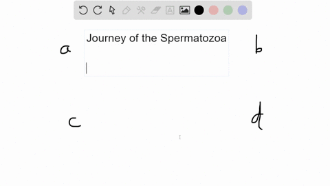 which-of-the-following-lists-the-female-reproductive-structures-that-sperm-will-pass-through-on-thei