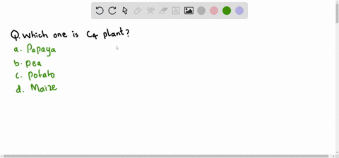 which-one-is-a-mathrmc_4-plant-a-papaya-b-pea-c-potato-d-maize