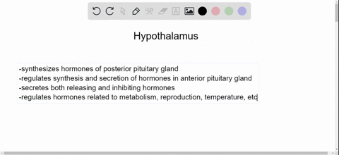 the-hypothalamus-a-synthesizes-all-of-the-hormones-produced-by-the-pituitary-gland-b-influences-the-