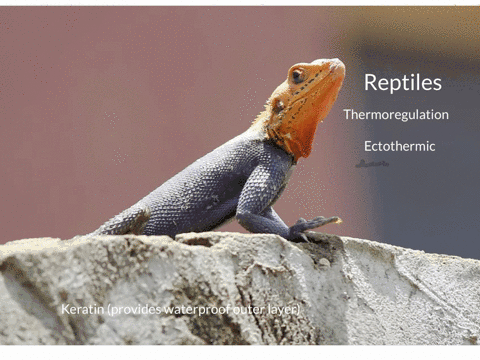 reptiles-a-are-all-endotherms-b-are-amniotes-c-have-a-great-deal-of-keratin-in-their-epidermis-d-hav
