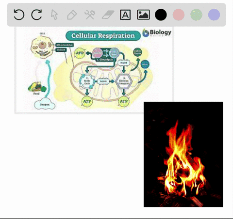 which-of-the-following-processes-increases-the-amount-of-atmospheric-carbon-in-the-carbon-cycle-a--5