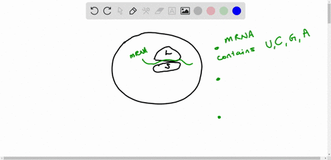 which-of-the-following-statements-are-correct-explain-your-answers-a-an-individual-ribosome-can-ma-3