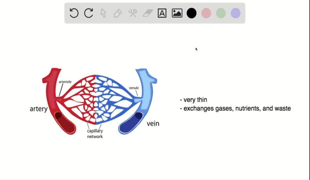 SOLVEDWhat happens in capillaries?