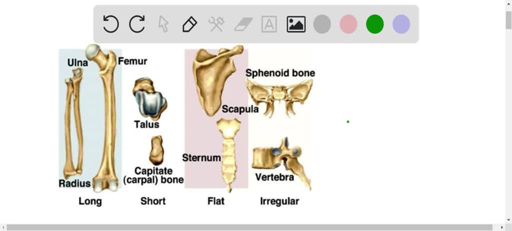 indicate whether each bone is a long, short, irregular, or flat bone.