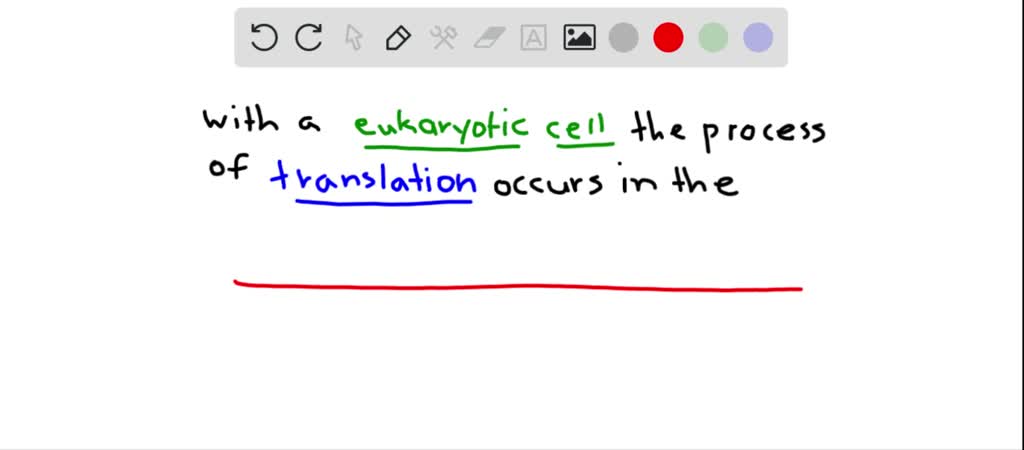 Solvedwhere Does Translation Take Place In A Typical Eukaryotic Cell A The Nucleus B 7097