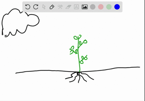 water-evaporation-from-plant-parts-is-called-___-a-translocation-b-expiration-c-transpiration-d-tens