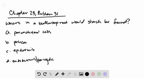 a-section-of-buttercup-root-is-stained-with-iodine-which-stains-starch-blue-where-would-you-expect-t