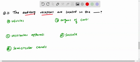 the-auditory-receptors-are-located-in-the-a-utricles-b-organs-of-corti-c-vestibular-apparati-d-saccu