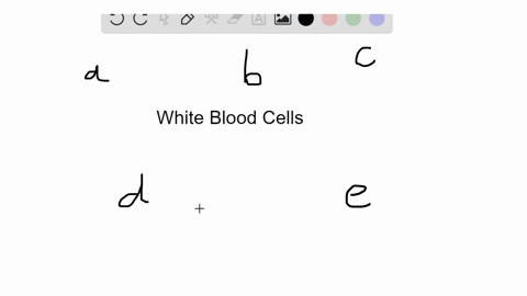 match-each-description-with-a-white-blood-cell-in-the-key-not-all-answers-will-be-used-key-a-lymph-4