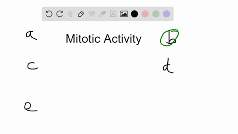the-greatest-mitotic-activity-in-a-root-takes-place-in-the-a-zone-of-maturation-b-zone-of-cell-divis