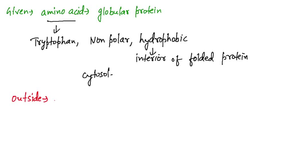 SOLVEDGlobular proteins are watersoluble, whereas fibrous proteins