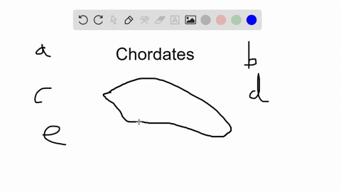 which-of-the-following-is-not-a-characteristic-of-all-chordates-a-notochord-and-postanal-tail-b-segm