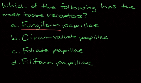 which-of-the-following-has-the-most-taste-receptors-a-fungiform-papillae-b-circumvallate-papillae-c-