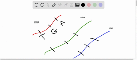 a-particular-triplet-of-bases-in-the-coding-sequence-of-dna-is-tga-the-anticodon-on-the-trna-that--2