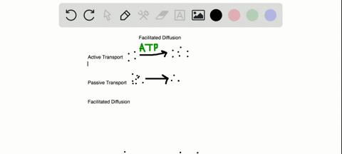 which-of-the-following-is-incorrect-regarding-facilitated-diffusion-a-it-is-a-passive-process-b-it-a