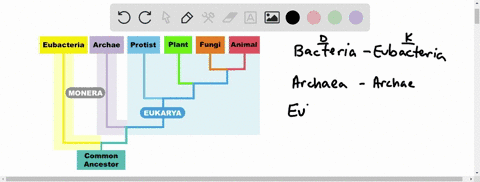 decomposers-such-as-molds-and-mushrooms-belong-to-which-domain-and-kingdom-a-eukarya-plantae-b-bac-4