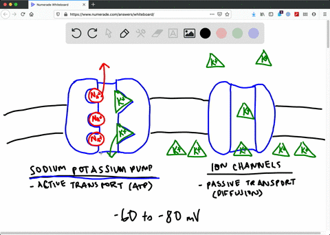 which-of-the-following-best-describes-the-electrical-state-of-a-neuron-at-rest-a-the-inside-of-a-neu