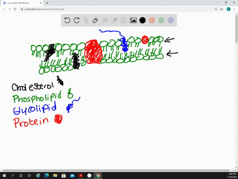 the-fluid-mosaic-model-of-the-membrane-describes-the-membrane-as-a-containing-a-significant-quantity