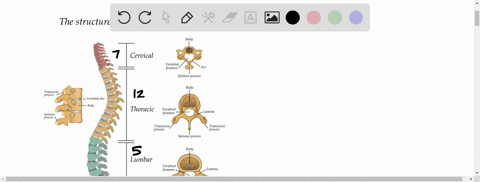 _____-are-shock-pads-and-flex-points-a-vertebrae-b-cervical-bones-c-lumbar-bones-d-intervertebral-di