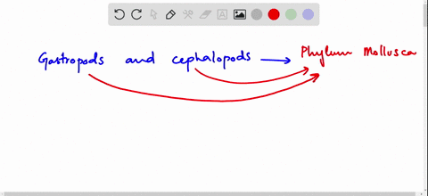 which-of-the-following-belong-to-phylum-mollusca-a-gastropods-and-crustaceans-b-oligochaetes-and-pol