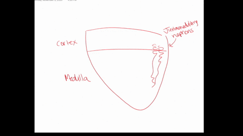 natural-selection-should-favor-the-highest-proportion-of-juxtamedullary-nephrons-in-which-of-the-fol