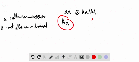 interpreting-data-as-shown-in-the-punnett-square-below-albinism-is-caused-by-an-autosomal-recessive-