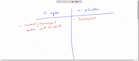 what-are-the-differences-between-the-transport-of-materials-in-xylem-and-phloem