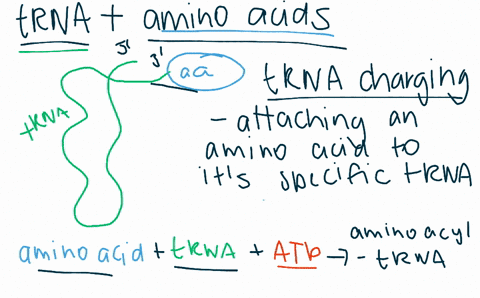 how-are-trnas-linked-to-the-ir-corresponding-amino-acids