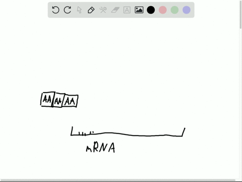 following-is-a-segment-of-a-dna-molecule-remember-that-only-one-strand-is-transcribed-what-are-a-t-4