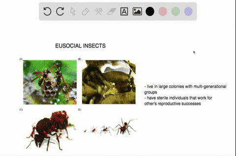 eusocial-insects-________-a-live-in-extended-family-groups-b-include-termites-honeybees-and-ants-c-h
