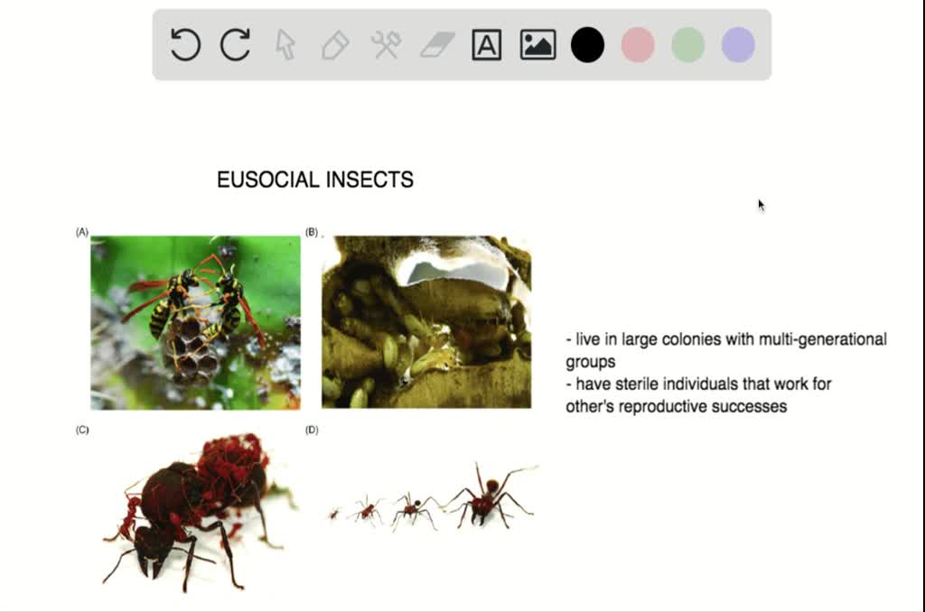 SOLVED:Eusocial insects . a. live in extended family groups b. include ...