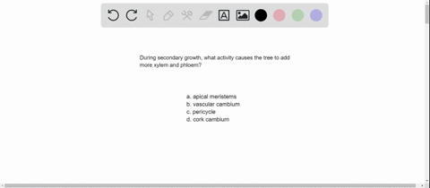 during-secondary-growth-a-tree-adds-more-xylem-and-phloem-through-the-activity-of-the-a-apical-meris