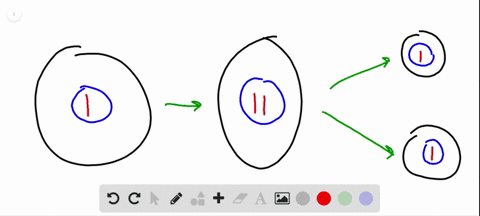 in-what-sense-are-the-two-daughter-cells-produced-by-mitosis-identical