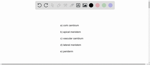 primary-growth-an-increase-in-the-length-of-a-plant-occurs-at-the-a-cork-cambium-b-apical-meristem-5