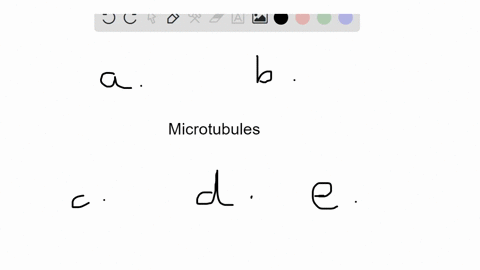 microtubules-a-form-the-cleavage-furrow-in-a-dividing-cell-b-enable-an-amoeba-to-send-out-a-pseudopo
