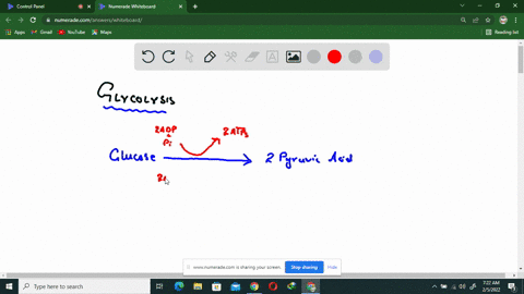 at-the-end-of-glycolysis-but-before-the-subsequent-stages-in-cellular-respiration-which-molecules-co