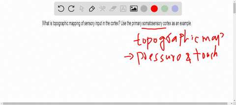 what-is-topographic-mapping-of-sensory-input-in-the-cortex-use-the-primary-somatosensory-cortex-as-a