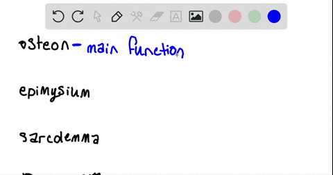 the-contractile-unit-of-skeletal-muscle-is-the-__________-a-sarcomere-b-sarcolemma-c-epimysium-d-ost